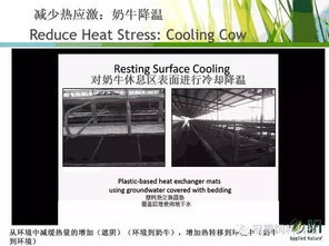 奶牛熱應激管理的新視角 BFI反芻動物技術經(jīng)理Hassan Taweel博士的生物技術開發(fā)策略