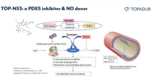 瑞士Topadur Pharma 以cGMP酶雙效調(diào)節(jié)創(chuàng)新療法應(yīng)對(duì)老年疾病挑戰(zhàn)